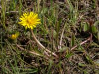 Taraxacum austrinum Yngsjö, Kristianstad, Skåne, Sweden 20160505_0089