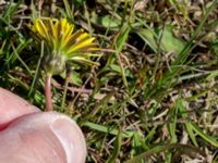 Taraxacum austrinum Yngsjö, Kristianstad, Skåne, Sweden 20160505_0091