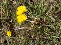 Taraxacum austrinum Yngsjö, Kristianstad, Skåne, Sweden 20160505_0092