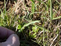 Taraxacum austrinum Yngsjö, Kristianstad, Skåne, Sweden 20160505_0093