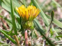 Taraxacum balticum 1 Olas hörna, Klagshamns udde, Malmö, Skåne, Sweden 20220507_0039