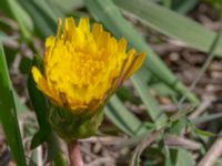 Taraxacum balticum 1 Olas hörna, Klagshamns udde, Malmö, Skåne, Sweden 20220507_0040