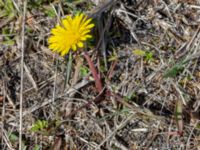 Taraxacum balticum 2 Olas hörna, Klagshamns udde, Malmö, Skåne, Sweden 20220507_0048