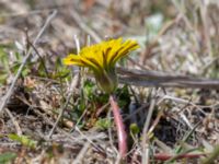 Taraxacum balticum 2 Olas hörna, Klagshamns udde, Malmö, Skåne, Sweden 20220507_0049