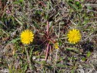 Taraxacum balticum 2 Olas hörna, Klagshamns udde, Malmö, Skåne, Sweden 20220507_0051