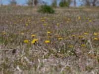 Taraxacum balticum 2 Olas hörna, Klagshamns udde, Malmö, Skåne, Sweden 20220507_0052