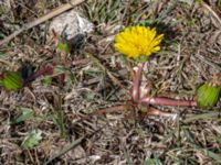 Taraxacum balticum 3 Olas hörna, Klagshamns udde, Malmö, Skåne, Sweden 20220507_0054