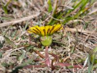 Taraxacum balticum 3 Olas hörna, Klagshamns udde, Malmö, Skåne, Sweden 20220507_0055