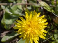 Taraxacum gelertii Toarpsdammen, Toarp, Malmö, Skåne, Sweden 20230507_0036