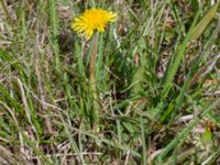 Taraxacum haematicum nr 5 Olas hörna, Klagshamns udde, Malmö, Skåne, Sweden 20220507_0065