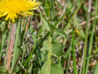 Taraxacum haematicum nr 5 Olas hörna, Klagshamns udde, Malmö, Skåne, Sweden 20220507_0066