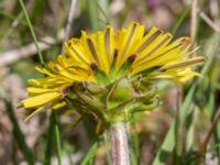 Taraxacum haematicum nr 5 Olas hörna, Klagshamns udde, Malmö, Skåne, Sweden 20220507_0067