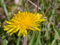 Taraxacum haematicum nr 5 Olas hörna, Klagshamns udde, Malmö, Skåne, Sweden 20220507_0069