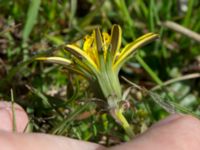 Taraxacum lacistophyllum Tosteberga ängar, Kristianstad, Skåne, Sweden 20150514_0112