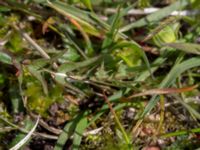 Taraxacum lacistophyllum Tosteberga ängar, Kristianstad, Skåne, Sweden 20150514_0114