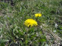 Taraxacum sect. Ruderalia Käglinge hästbacke, Malmö, Skåne, Sweden 20050503 080