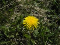 Taraxacum sect. Ruderalia Käglinge hästbacke, Malmö, Skåne, Sweden 20050503 081