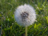 Taraxacum sect. Ruderalia Käglinge, Malmö, Skåne, Sweden 20100628 024