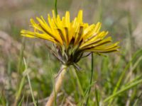 Taraxacum sp. Toarpsdammen, Toarp, Malmö, Skåne, Sweden 20220504_0002