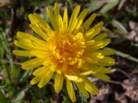 Taraxacum sp. Toarpsdammen, Toarp, Malmö, Skåne, Sweden 20220504_0003