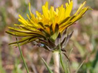 Taraxacum sp. Toarpsdammen, Toarp, Malmö, Skåne, Sweden 20220504_0010