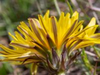 Taraxacum sp. Toarpsdammen, Toarp, Malmö, Skåne, Sweden 20220504_0015