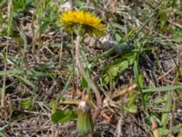 Taraxacum sp. 4 Olas hörna, Klagshamns udde, Malmö, Skåne, Sweden 20220507_0060