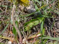 Taraxacum sp. 4 Olas hörna, Klagshamns udde, Malmö, Skåne, Sweden 20220507_0061