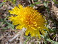 Taraxacum sp. 4 Olas hörna, Klagshamns udde, Malmö, Skåne, Sweden 20220507_0064