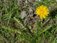 Taraxacum sp. Fuktängen, Klagshamns udde, Malmö, Skåne, Sweden 20220507_0070