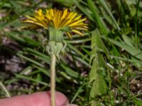 Taraxacum sp. Fuktängen, Klagshamns udde, Malmö, Skåne, Sweden 20220507_0071