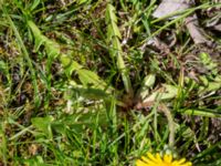 Taraxacum sp. Fuktängen, Klagshamns udde, Malmö, Skåne, Sweden 20220507_0072