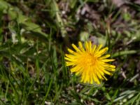 Taraxacum sp. Fuktängen, Klagshamns udde, Malmö, Skåne, Sweden 20220507_0073