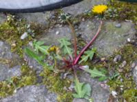 Taraxacum sp. Ingång 93C, Potatisåkern, Malmö, Skåne, Sweden 20220518_0090