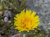 Taraxacum sp. Ingång 93C, Potatisåkern, Malmö, Skåne, Sweden 20220518_0094