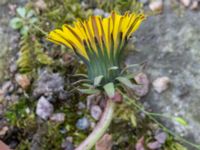 Taraxacum sp. Ingång 93C, Potatisåkern, Malmö, Skåne, Sweden 20220518_0095