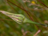 Tragopogon porrifolius Fält S Skjutbanevägen, Tjörröd, Höganäs, Skåne, Sweden 20180702_0109