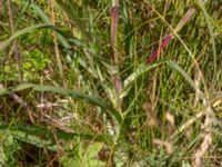 Tragopogon porrifolius Fält S Skjutbanevägen, Tjörröd, Höganäs, Skåne, Sweden 20180702_0111