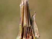 Tragopogon porrifolius Fält S Skjutbanevägen, Tjörröd, Höganäs, Skåne, Sweden 20180702_0115