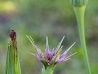 Tragopogon porrifolius Ulricedal, Malmö, Skåne, Sweden 20190617_0011