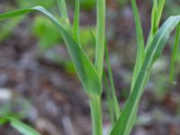 Tragopogon porrifolius Ulricedal, Malmö, Skåne, Sweden 20190617_0013