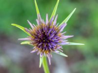 Tragopogon porrifolius Ulricedal, Malmö, Skåne, Sweden 20190617_0016