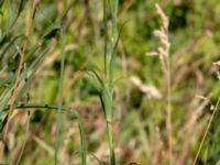 Tragopogon pratensis ssp. minor Katrinetorp, Malmö, Skåne, Sweden 20180709_0062