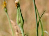 Tragopogon pratensis ssp. minor Katrinetorp, Malmö, Skåne, Sweden 20180709_0064