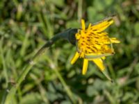 Tragopogon pratensis ssp. minor Fjärilsstigen, Bunkeflostrand, Malmö, Skåne, Sweden 20160604_0060