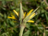 Tragopogon pratensis ssp. minor Fjärilsstigen, Bunkeflostrand, Malmö, Skåne, Sweden 20160604_0061