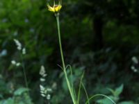 Tragopogon pratensis ssp. minor Pydden, Holmeja, Svedala, Skåne, Sweden 20160617_0141