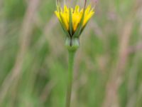 Tragopogon pratensis ssp. minor Tjustorps industriby, Svedala, Skåne, Sweden 20170701_0150