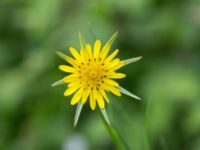 Tragopogon pratensis ssp. minor Toarp, Malmö, Skåne, Sweden 20160606_0001