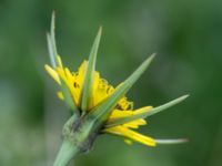 Tragopogon pratensis ssp. minor Toarp, Malmö, Skåne, Sweden 20160606_0002